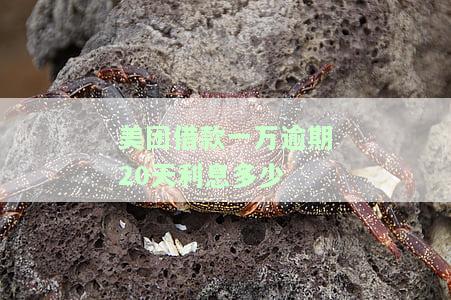 美团借款一万逾期20天利息多少呢，【美团借款】逾期20天的利息是多少？