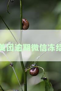 美团逾期微信冻结了怎么办啊，美团逾期导致微信被冻结，如何解决？