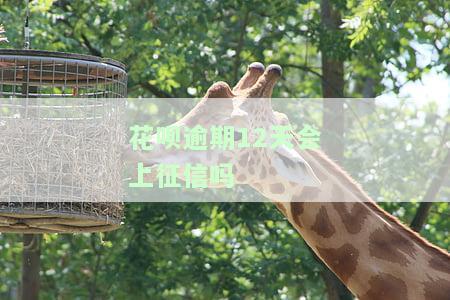 花呗逾期12天后还款，会影响征信吗？