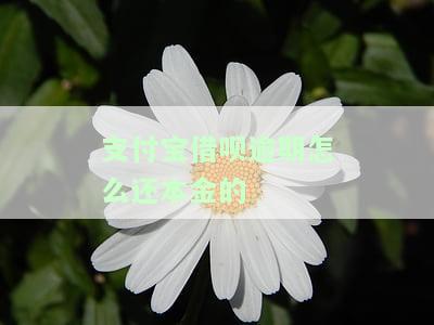 支付宝借呗逾期如何还本金？还款后多久能恢复信用？逾期处理全攻略！