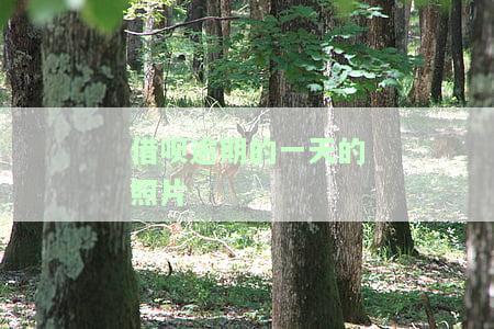 借呗逾期一天的图片，警惕：借呗逾期一天可能带来的后果，这张图片让你更直观了解！