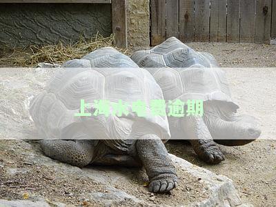 上海水电费过期缴纳：滞纳金、缴费方式及停缴规定全解析