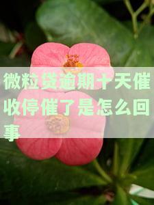 微粒贷催了几天停止催收了，微粒贷催款暂停，用户暂时无需再担心催债问题