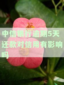 中信银行逾期5天还款对信用有影响吗，中信银行逾期5天还款是否会影响信用记录？
