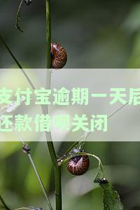 支付宝借呗逾期关闭后会再重开吗，支付宝借呗逾期关闭后能否重新开通？答案在这里！