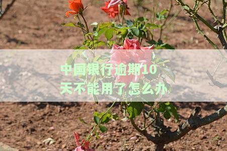 中国银行逾期几天会如何影响信用记录？包括对借款、紧急联系人通知和最新信用卡政策的影响。