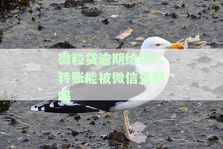 微粒贷逾期给别人转账能被微信查到吗-微粒贷逾期给别人转账能被微信查到吗安全吗