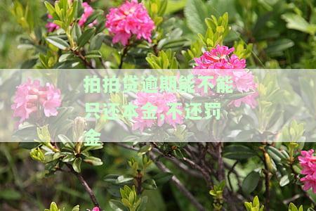 拍拍贷逾期可以不还吗？影响及后果解析