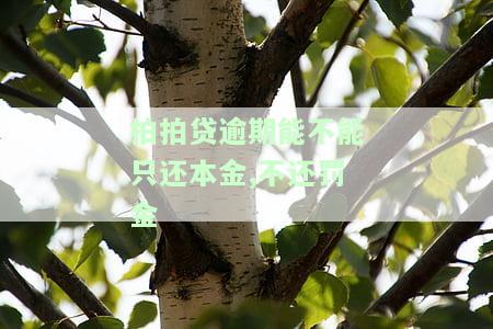 拍拍贷逾期费用太高,不还逾期利息可以吗，拍拍贷逾期费用过高，是否可以不支付逾期利息？