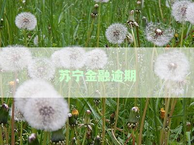 金融逾期多久上征信？后果严重！如何处理逾期及恢复使用？