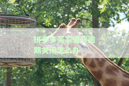 拼多多买家退货逾期关闭怎么办-拼多多买家退货逾期关闭怎么办啊