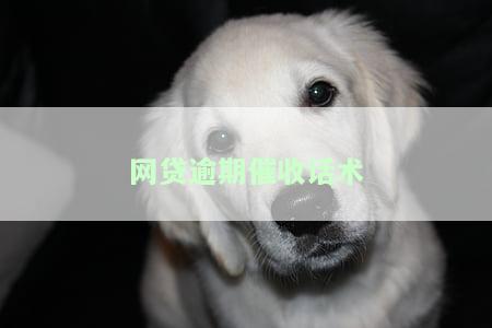 网贷催收怎么说，揭秘网贷催收：他们究竟会如何进行催债？