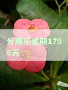 分期乐逾期284天，借款4000元，已逾期200多天，该怎么办？