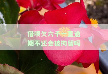 借呗欠六千一直逾期不还会被拘留吗-借呗欠六千一直逾期不还会被拘留吗知乎
