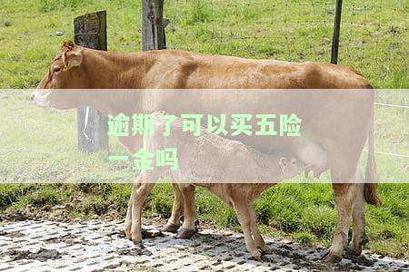 逾期的可以买社保吗，逾期未缴社保？别担心，你还有机会购买！