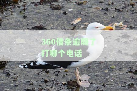 逾期了打哪个电话-逾期了打哪个电话投诉