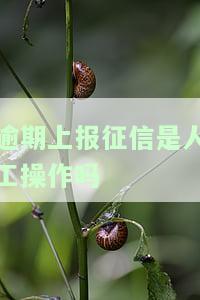 逾期上报征信是人工操作吗，逾期上报征信：是人为操作还是系统自动？