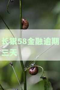 长银58金融逾期三天
