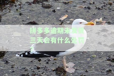 拼多多逾期未发货三天会有何处罚？视频解答，超时后订单如何处理？