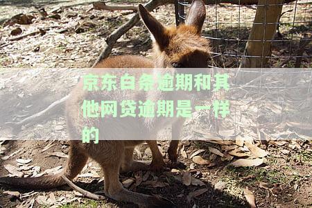 逾期和其他网贷逾期是一样的-逾期和其他网贷逾期是一样的吗