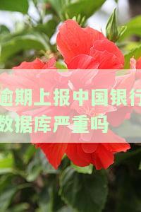 逾期上报中国银行数据库严重吗，逾期上报中国银行数据库：后果严重吗？
