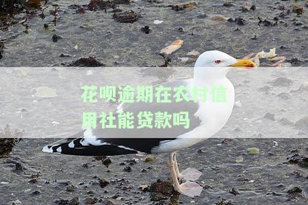 以前花呗逾期，现在能否在农商银行贷款？