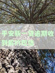 平安新一贷逾期收到解约短信：如何协商及应对催收？