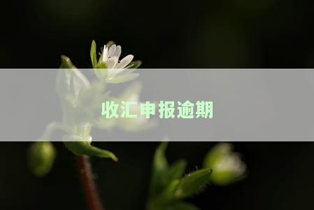 收汇期申报：操作流程、填写方式与含义，如何在网上进行登记？期期限最长为多久？