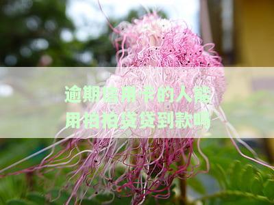 拍拍贷逾期能办理信用卡，逾期也能办卡？揭秘拍拍贷信用卡申请条件与流程