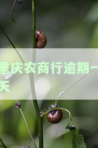 重庆农村商业银行逾期：一天是否上征信？能否协商还款？十天、一个月后的影响是什么？多久会影响征信？逾期两天会如何？