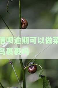 借呗逾期可以做菜鸟裹裹吗-借呗逾期可以做菜鸟裹裹吗