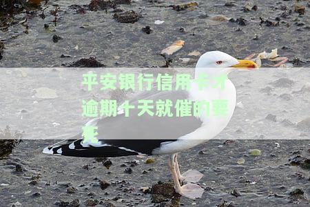 平安银行信用卡才逾期十天就催的要死-平安银行逾期十天了,能不能这月底一起还信用卡