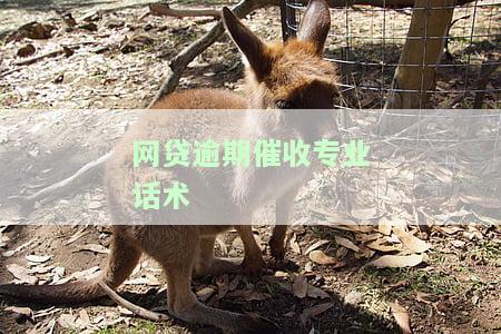 网贷催收怎么说？掌握有效话术及解决办法