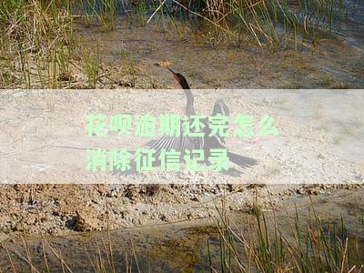 花呗逾期还清后是否会影响征信？全面解析与应对策略