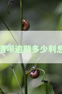 借呗逾期利息减免政策：多少金额可申请？