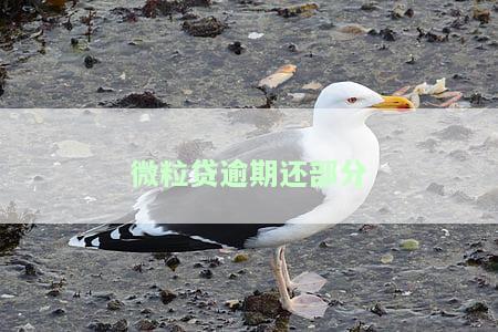 微粒贷逾期还部分钱怎么办，解决微粒贷逾期问题：只还部分钱的应对策略