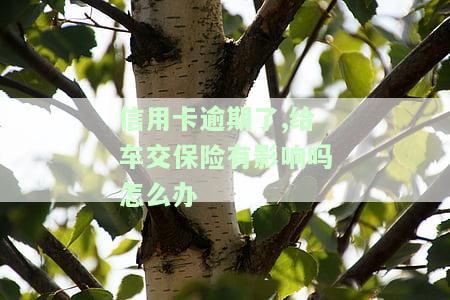 信用卡逾期了,给车交保险有影响吗怎么办-信用卡逾期了,给车交保险有影响吗怎么办理