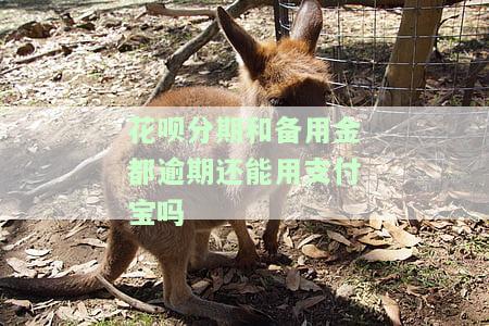 花呗跟备用金逾期还能用支付宝转钱吗，花呗与备用金逾期，是否仍能使用支付宝转账？