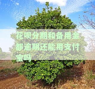 花呗逾期中备用金还了还可以取出来吗，花呗逾期未还款，使用备用金后能否继续取出？