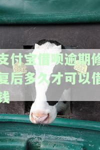 支付宝借呗逾期修复后多久可以继续使用，支付宝借呗逾期修复后，多长时间可以重新使用？