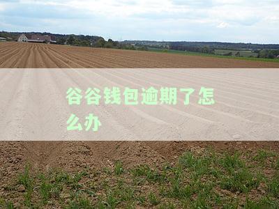 谷谷钱包客服电话及官网信息，能否下款、放款是否稳定？
