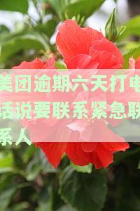 美团借款逾期10天，天天被打电话，还打了紧急联系人的电话，该怎么办？