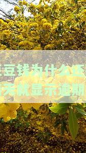 豆豆钱为什么还款日不扣费显示下一期一起，豆豆钱还款日为何未扣款？答案在下一期一起揭晓！
