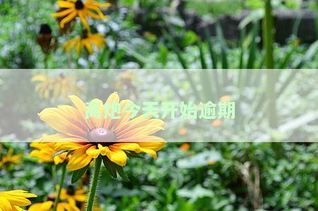 高炮逾期一天会怎么样？能否协商还款、计算利息，影响再次借款和催收时间，以及是否还能贷款。