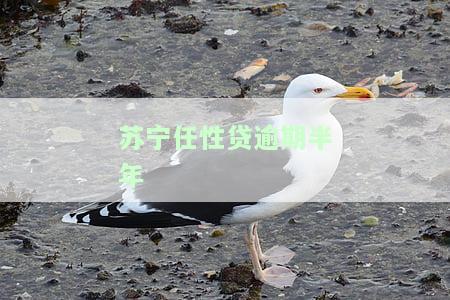 任性贷逾期还完还能借吗，任性贷逾期还款后，能否再次借款？