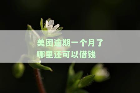 美团逾期一个月了哪里还可以借钱还款，美团借款逾期一个月，还有哪些平台可以提供资金周转并进行还款？
