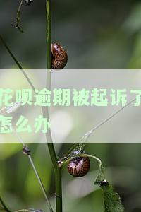 花呗逾期起诉会怎样？法院会如何处理？