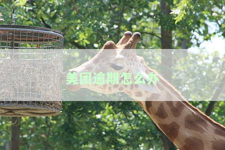 美团逾期怎么办-美团逾期怎么办 没有偿还能力了呢