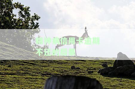 精神病欠信用卡，精神病患者拖欠信用卡债务：问题与解决方案