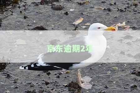 京东逾期2年哪里还能借，寻找借款途径：京东逾期两年，还有哪些平台可以提供贷款？